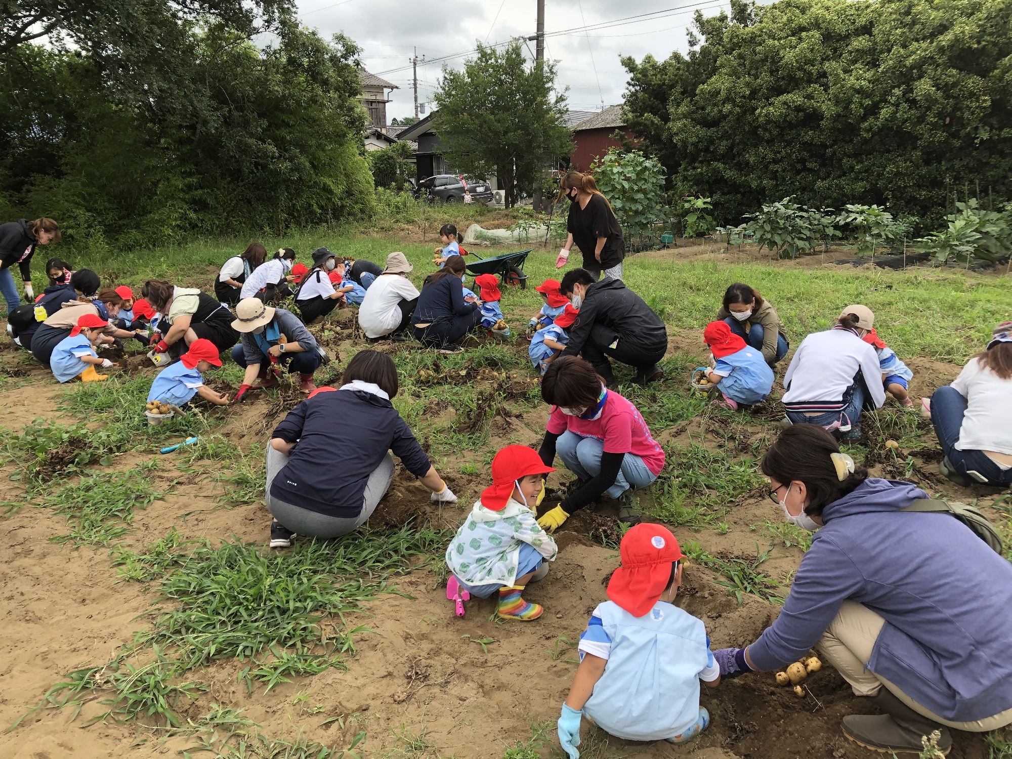 横芝まさご幼稚園 千葉県山武郡横芝光町の学校法人横芝学園横芝まさご幼稚園 じゃがいも掘りをしました